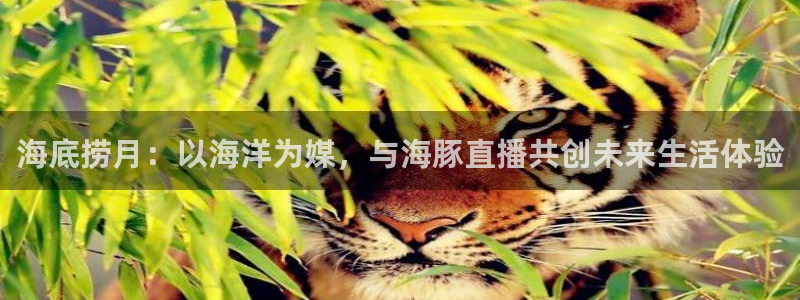 黑白超：海底捞月：以海洋为媒，与海豚直播共创未来生活体验